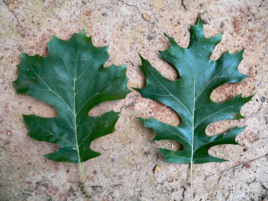 {Quercus shumardii}